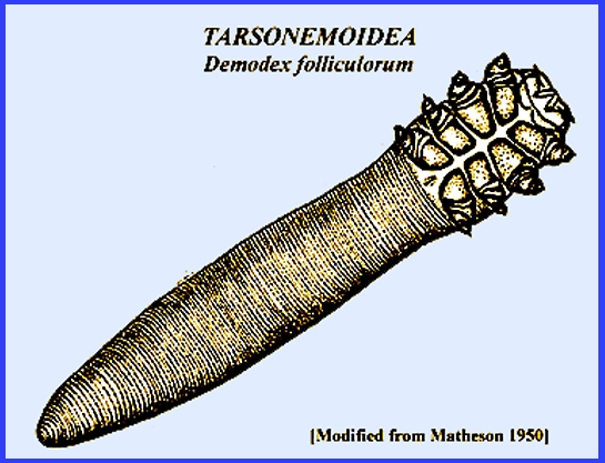 demodex canis leydig demodex canis leydig